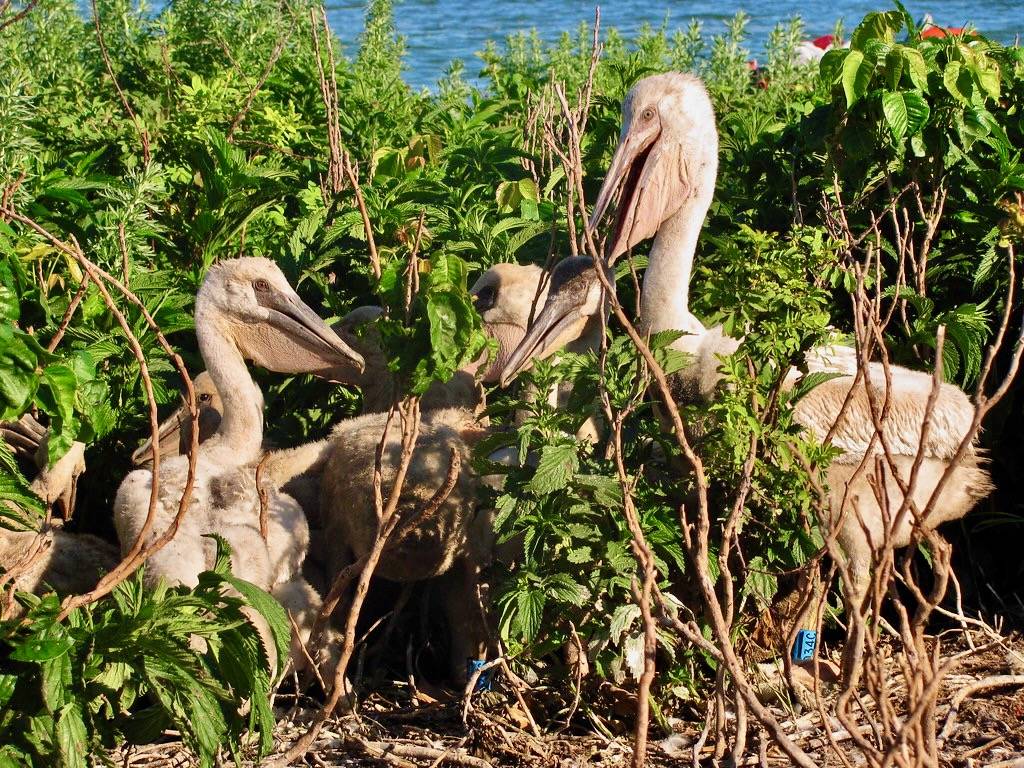 Young American White Pelicans by Char Binstock / USFWS Mountain Prairie is licensed under CC BY 2.0.
